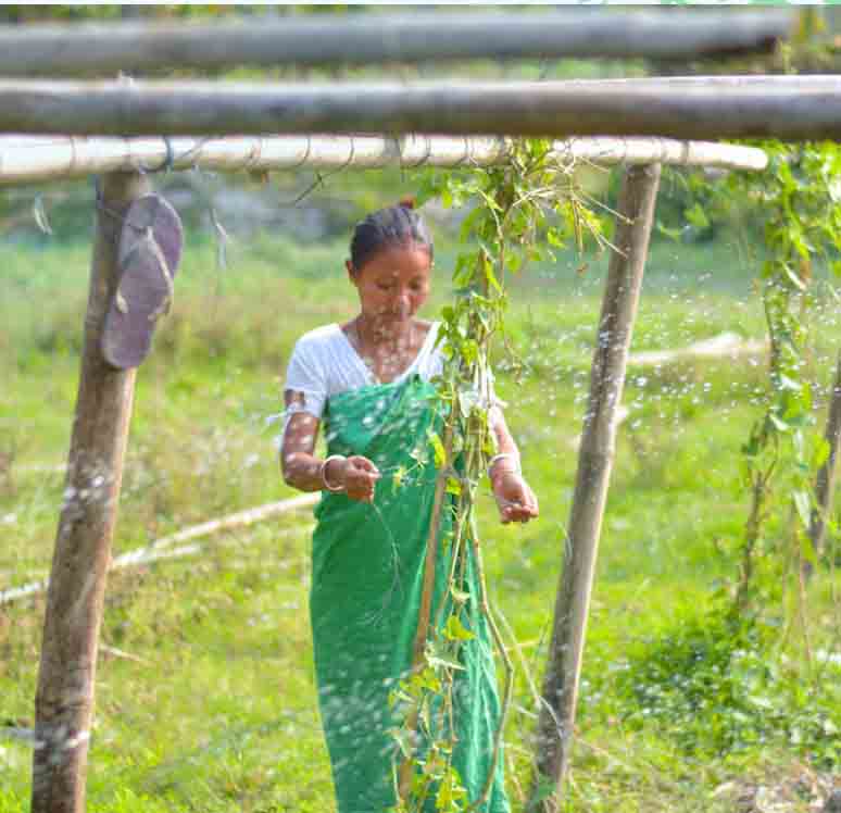Solar Powered Irrigation