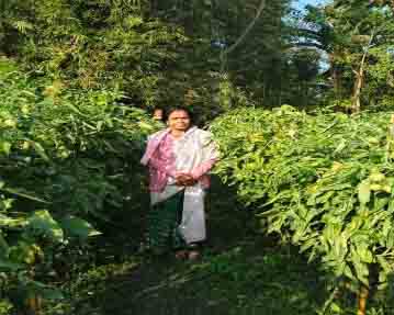 tomato cultivation