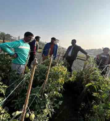 tomato cultivation