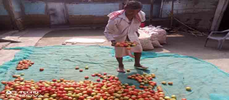 Enhancing Indeterminate Tomato Cultivation through dong based irrigation system